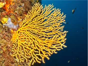Plongée flore sous marine